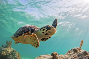 Sea Turtle in Ocean